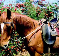 Western Plains Riding Centre - Accommodation QLD