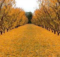 Sun Country on the Murray Farm Gate Trail - Accommodation QLD
