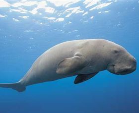 Dugong Sanctuary - Clairview - Accommodation QLD 1