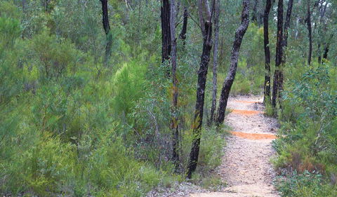 Sculptures In The Scrub Walking Track - Accommodation QLD 1