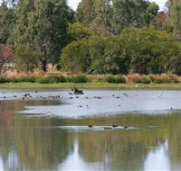 Cussen Park - Accommodation QLD