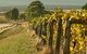Captains Creek Organic Wines - thumb 0