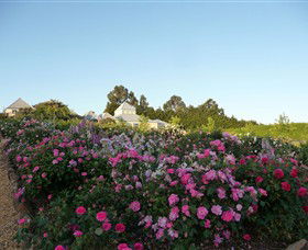 The Tangled Maze & Mistydowns Nursery - Accommodation QLD 3