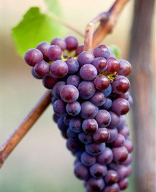 Ellender Estate - Accommodation QLD 6