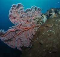 Luncheon Bay Dive Site - Accommodation QLD