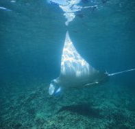 Manta Ray Bay Dive Site - Accommodation QLD