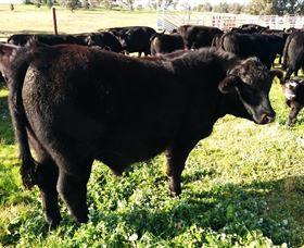 Ochre Arch Farm - Accommodation QLD 2