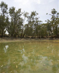 Kindra Forest - Accommodation QLD 1