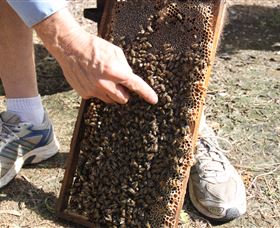 Bees On Keswick Island - Accommodation QLD 1