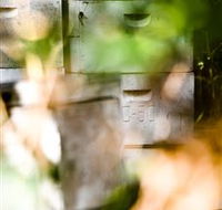Bees on Keswick Island - Accommodation QLD