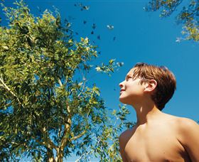 Birdwatching On Keswick Island - Accommodation QLD 0