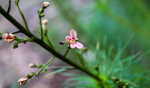 Lynchs Loop Trail - Accommodation QLD 2