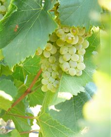 Baptista - David Traeger - Accommodation QLD 2