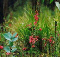 Enfield State Park - Accommodation QLD