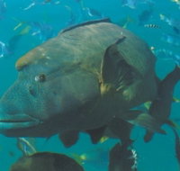 Fairey Reef - Accommodation QLD