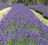 Yuulong Lavender Estate - Accommodation QLD