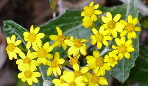 The Rock Nature Reserve - Kengal Aboriginal Place - Accommodation QLD 1