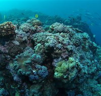 Manta Ray Drop Off Dive Site - Accommodation QLD