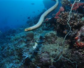 Two Towers Dive Site - Accommodation QLD 1