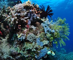 Two Towers Dive Site - Accommodation QLD 2
