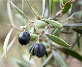 Wollundry Grove Olives - Accommodation QLD 2