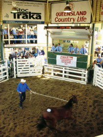 Gracemere Exhibition Complex - Accommodation QLD 0