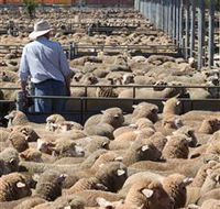 Livestock Marketing Centre - Accommodation QLD