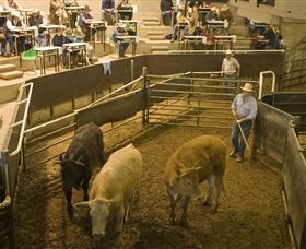 Livestock Marketing Centre - Accommodation QLD 1
