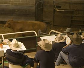 Livestock Marketing Centre - Accommodation QLD 2