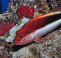 Snake Pit Dive Site