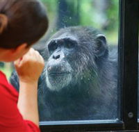 The Rockhampton Zoo - Accommodation QLD