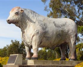 Rockhampton Bull Statues - Accommodation QLD 1