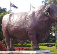 Rockhampton Bull Statues - Accommodation QLD