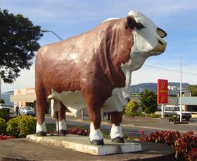 Rockhampton Bull Statues - Accommodation QLD 2