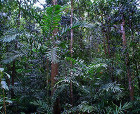 Kutini-Payamu (Iron Range) National Park (CYPAL) - Accommodation QLD 2