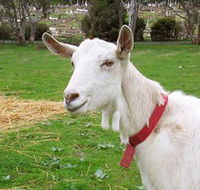Dunkell Goats - Accommodation QLD
