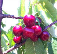 Ballinaclash Orchard and Cellar Door - Accommodation QLD