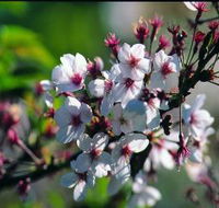 Sakura Avenue - Accommodation QLD