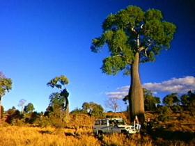Kroombit Tops National Park - Accommodation QLD 1