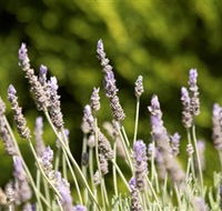 Rustique Lavender Farm - Accommodation QLD