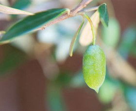 The Olive Shop - Milawa - Accommodation QLD 1