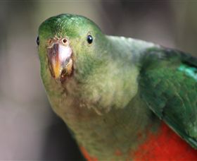 Out Of Town Nursery And Humming Garden - Accommodation QLD 3