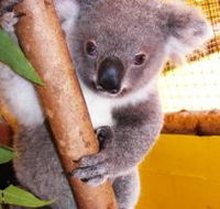 Cooberrie Park Wildlife Sanctuary - Accommodation QLD