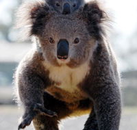 Koalas in Gunnedah - Accommodation QLD