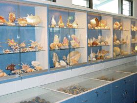 Shell World Yeppoon - Accommodation QLD 1