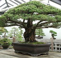 Peards Complex Albury - Accommodation QLD