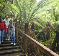Otway Fly Treetop Adventures - Accommodation QLD