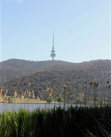 Black Mountain Peninsula - Accommodation QLD 0
