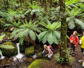 Baw Baw National Park - Accommodation QLD 0