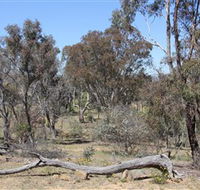 Remembrance Nature Park - Accommodation QLD